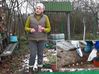 Посев семян под зиму: какие культуры можно сеять осенью