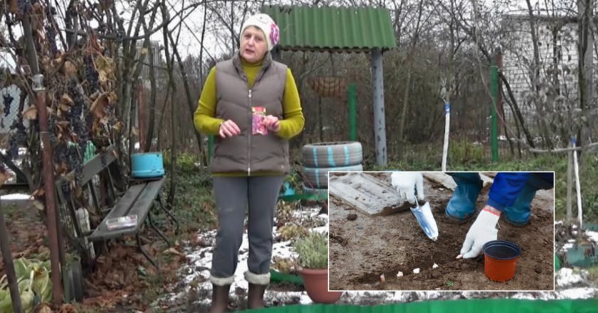 Посев семян под зиму: какие культуры можно сеять осенью Посев семян советы