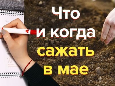 Посевной календарь на май 2023 года: что и когда сажать