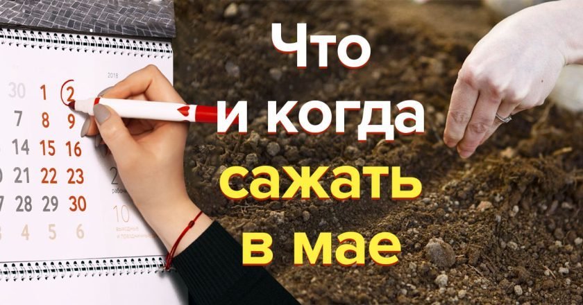 что и когда сажать в мае