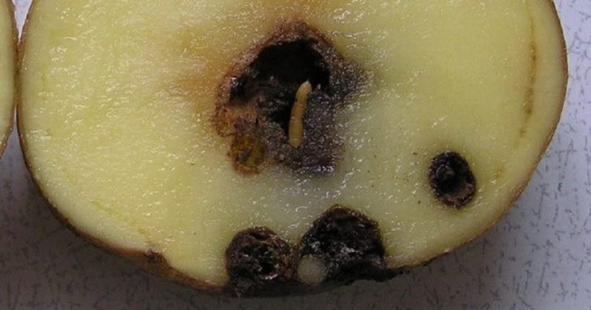 позеленевший картофель