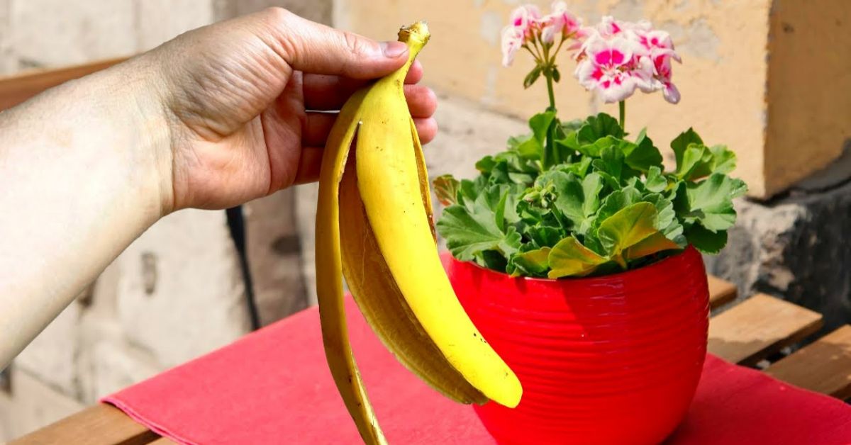 фиалки уход