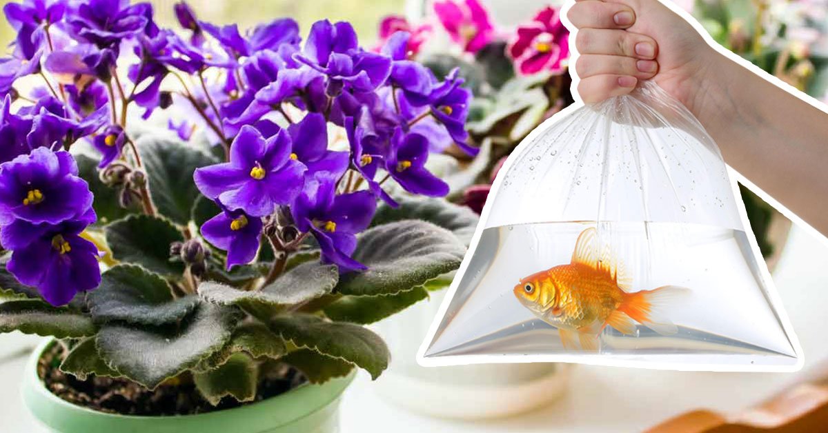 домашнее удобрение для цветов