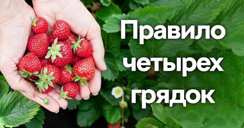 правило четырех грядок
