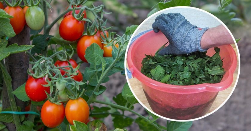 приготовить удобрение из крапивы