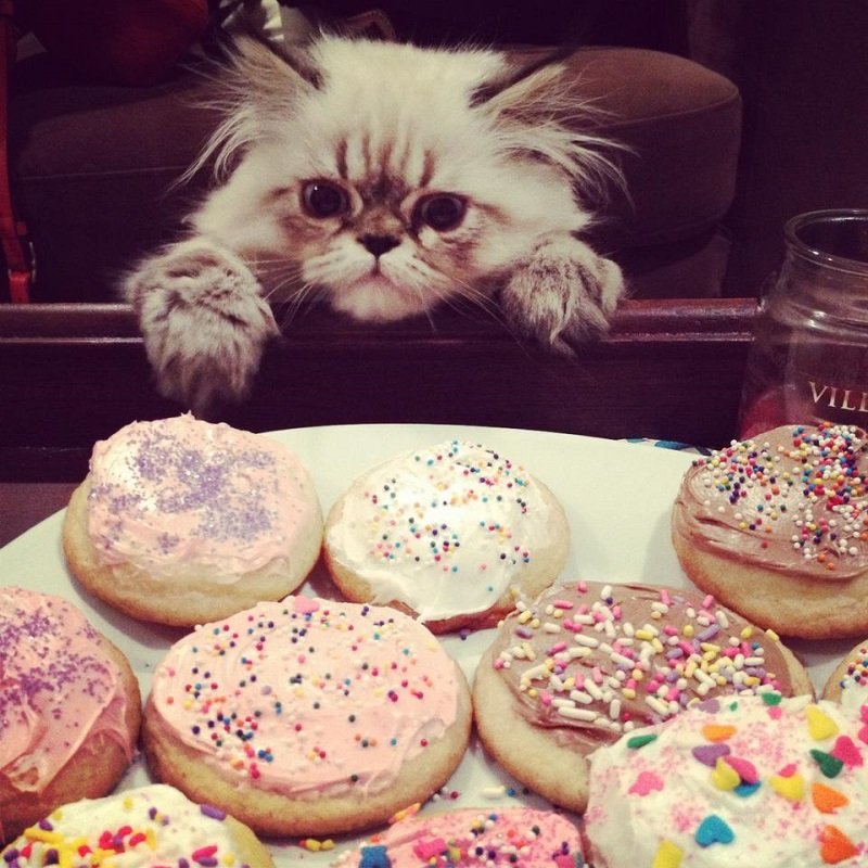 Cookies Cats