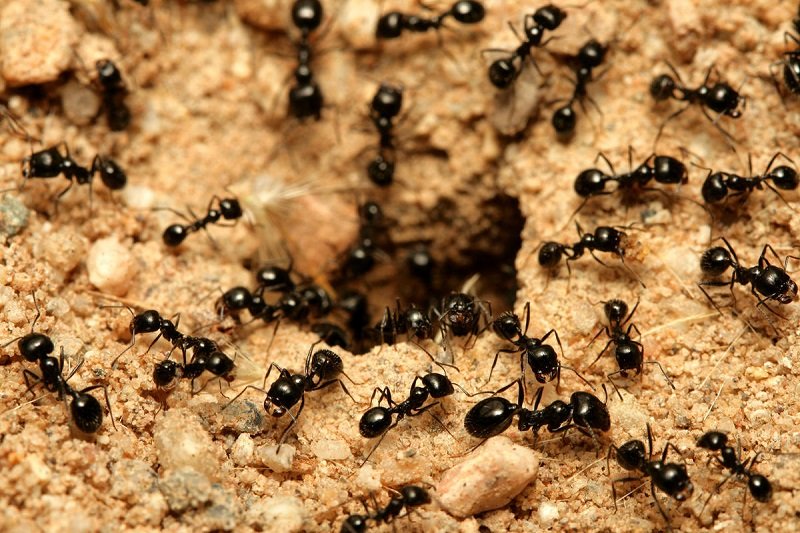 муравьиная горка