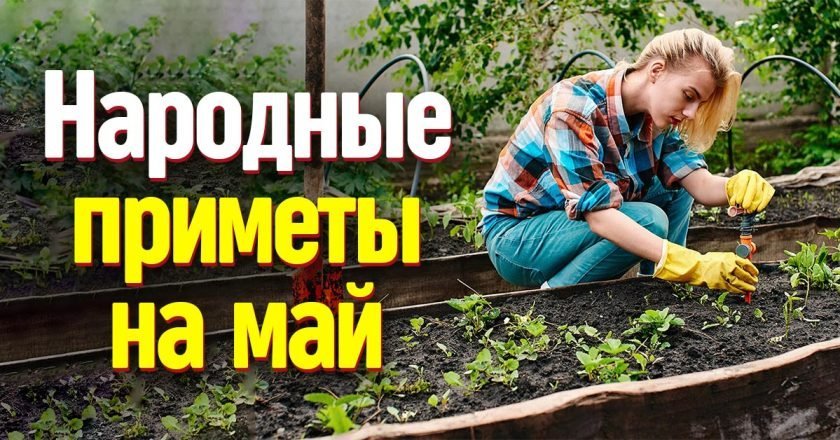 приметы мая