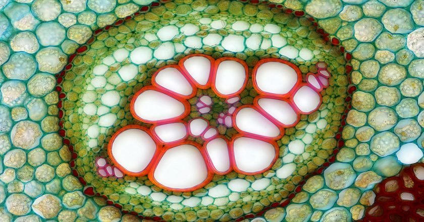 природные антиоксиданты