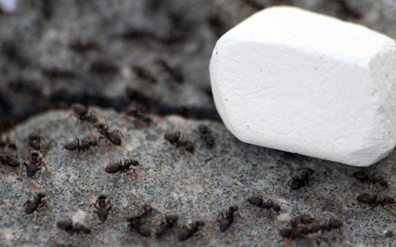 мел отпугивает муравьев