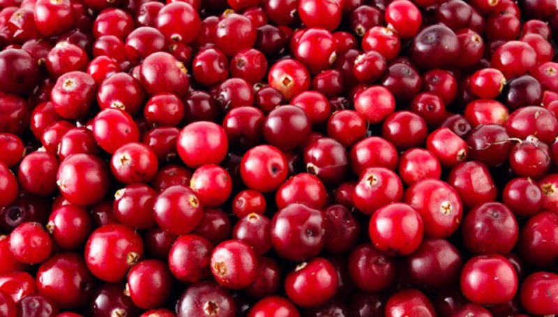 клюква фото