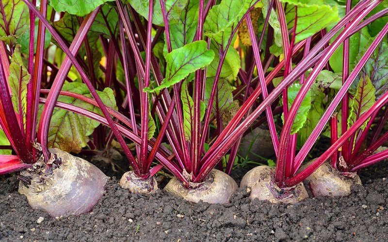 Продукты, содержащие железо