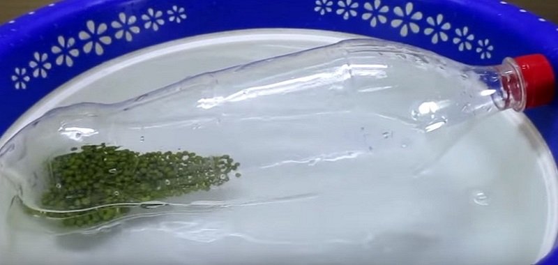 бобовые в бутылке