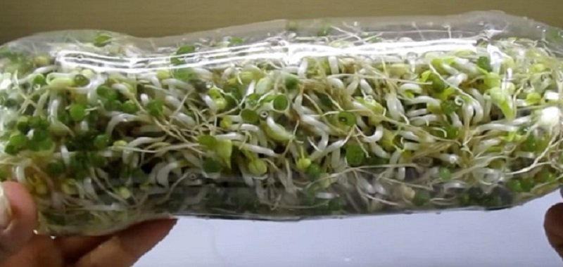 результат проращивания