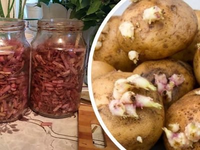 Проросший картофель: как извлечь максимальную пользу