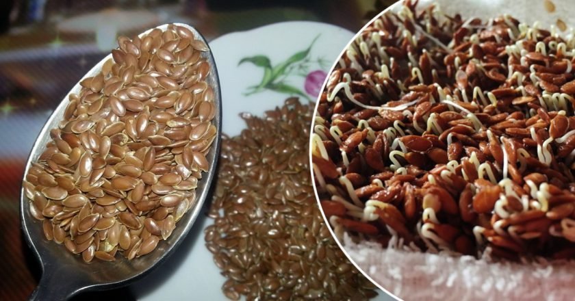 проростки льна