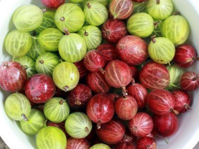 Простые рецепты из крыжовника