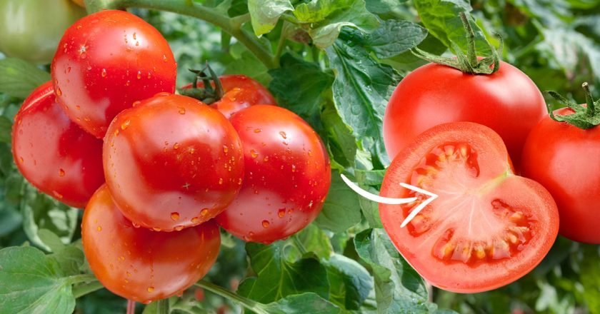 прожилки в помидорах