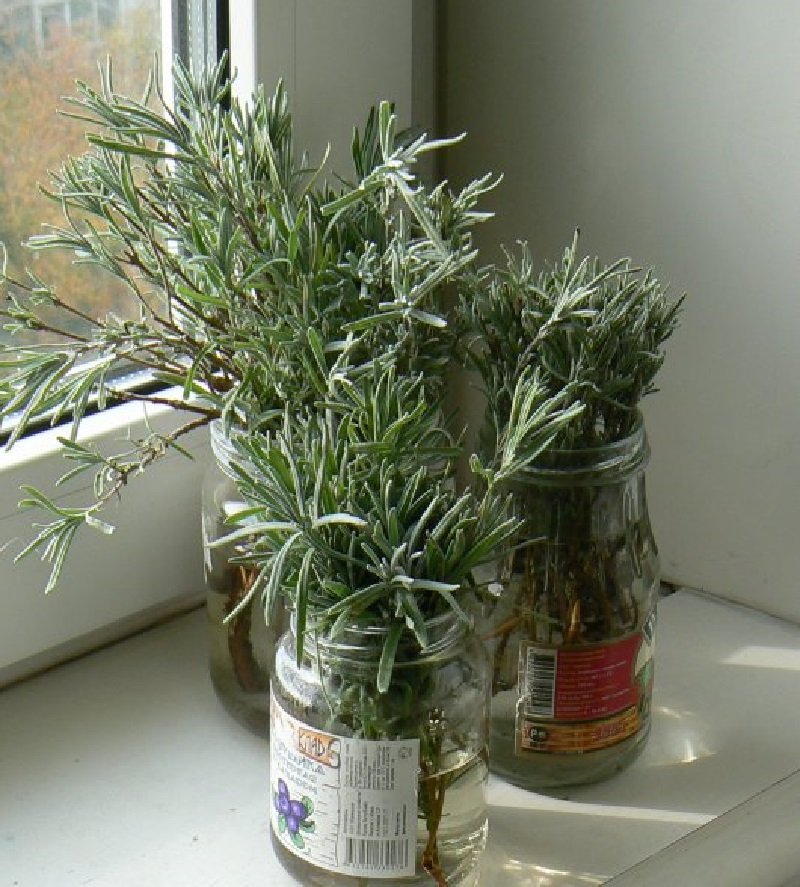 лаванда в воде