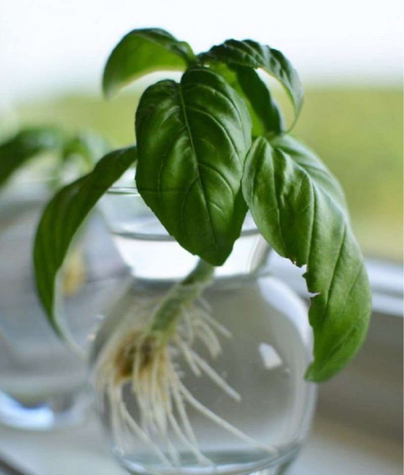 базилик в воде