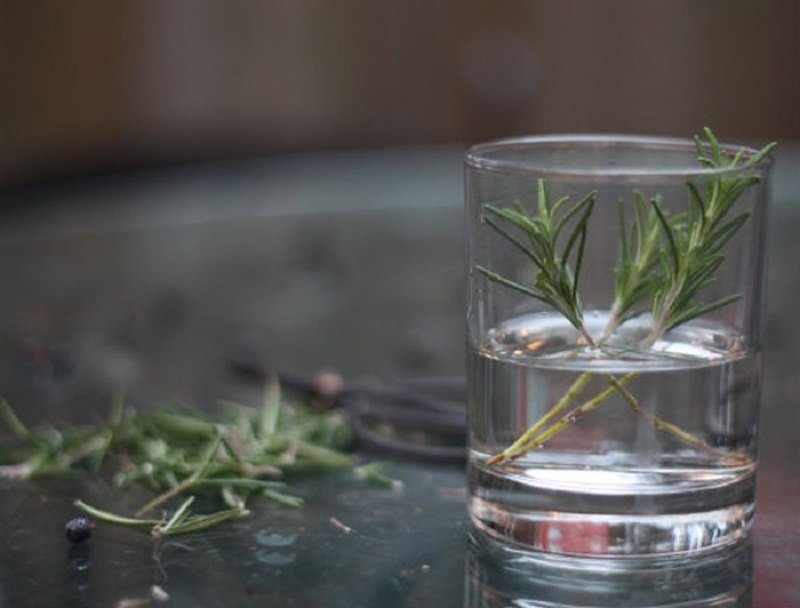розмарин в воде