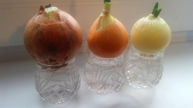 лук на подоконнике