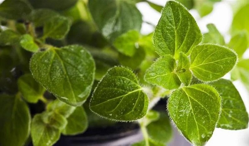 свежий орегано