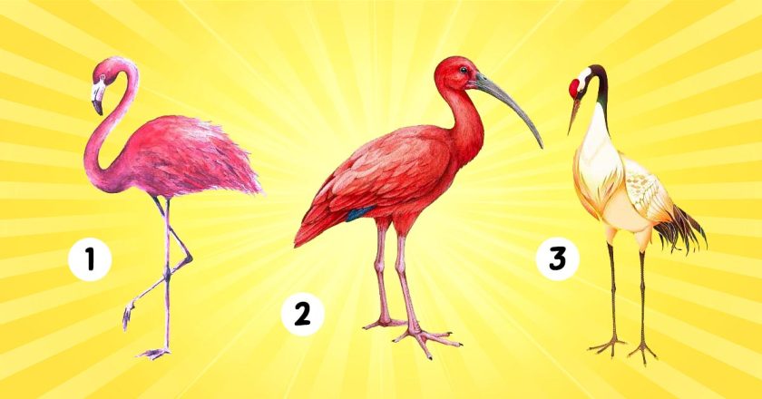 психологический тест с птицами