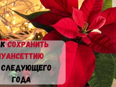 Пуансеттия: как ухаживать в домашних условиях