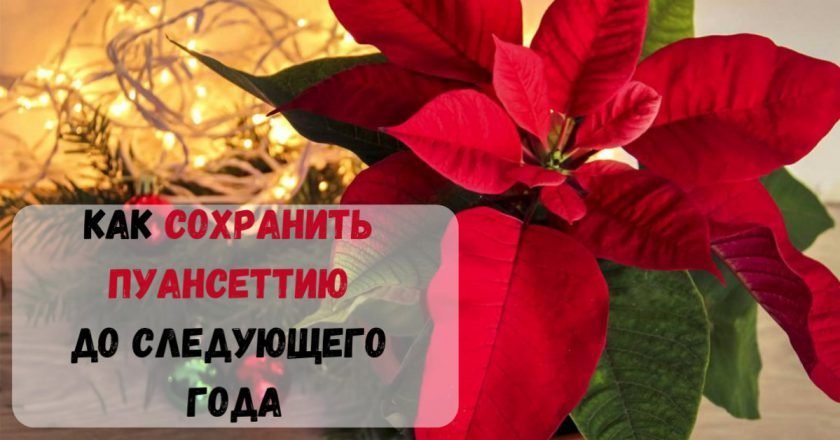 пуансеттия фото