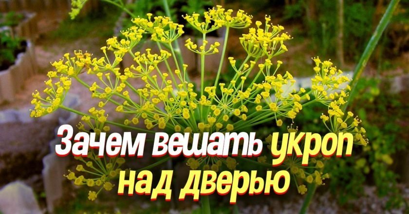 Зачем вешать пучок укропа над входной дверью - Со Вкусом
