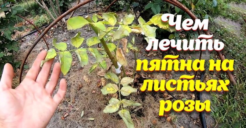 чем лечить пятна на розах