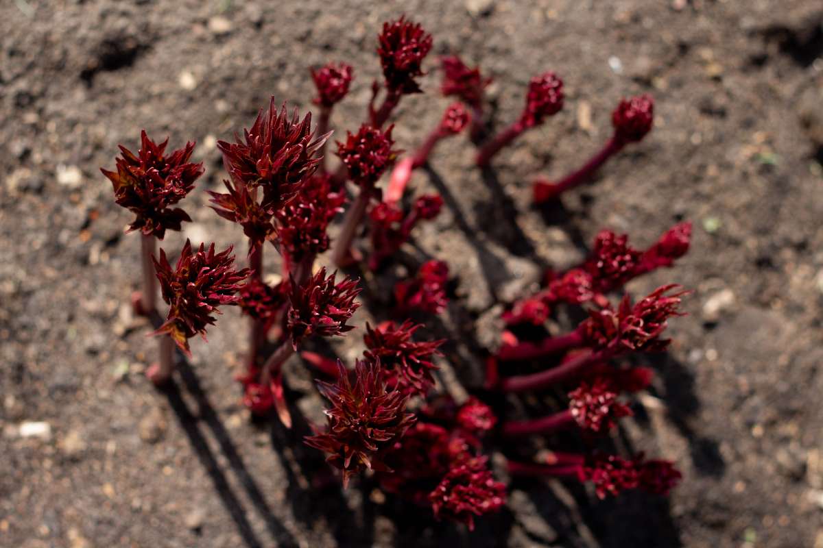 красные ростки пионов