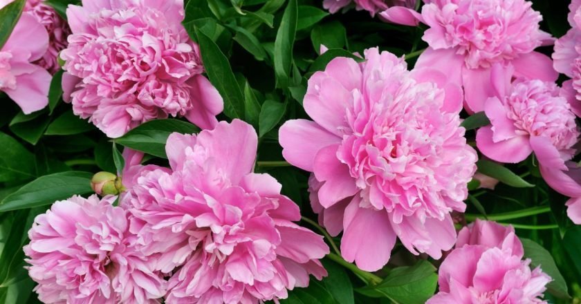 Пышное цветение пионов