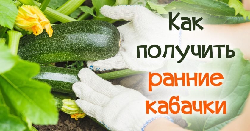 ранние кабачки