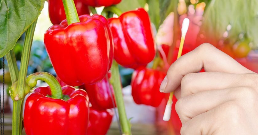 Ранний болгарский перец: советы по выращиванию - Со Вкусом