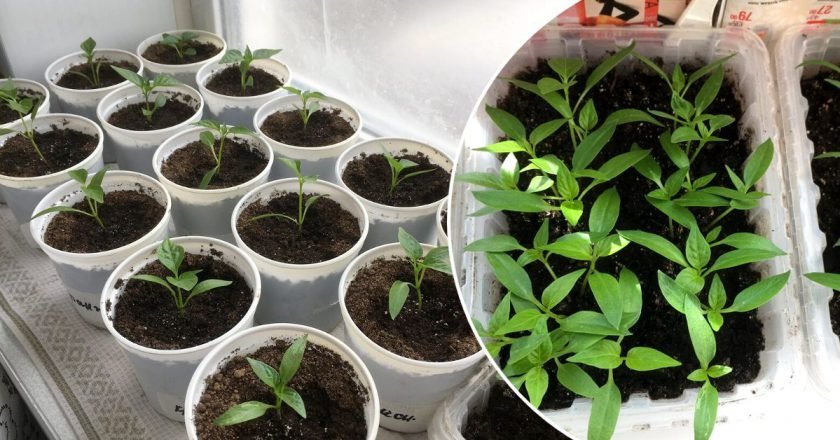 рассада болгарского перца