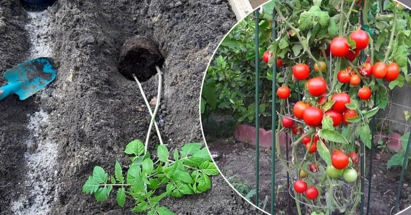 рассада переросла