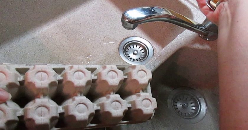 Рассада в яичных лотках