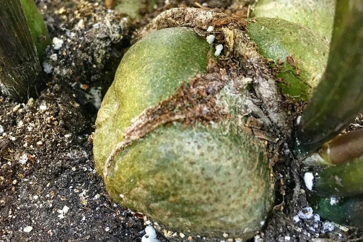 сморщивание клубня