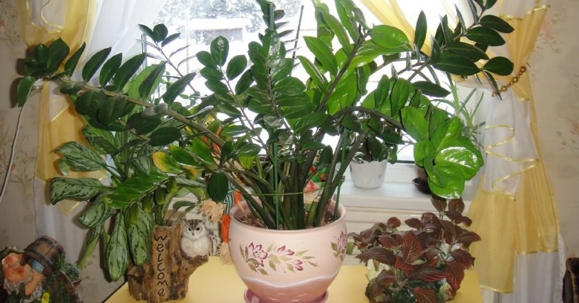 Растение замиокулькас уход