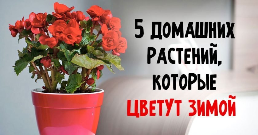 Какие комнатные растения цветут зимой подборка растений для зимы