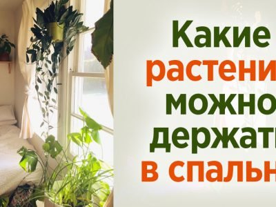 Растения для спальни