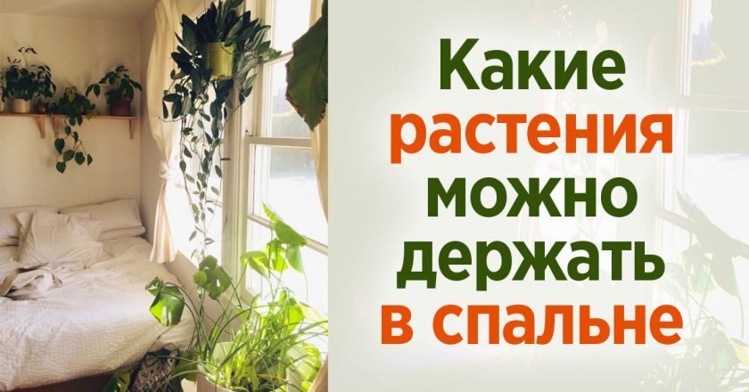 Растения для спальни