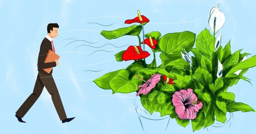 Растения для женского счастья