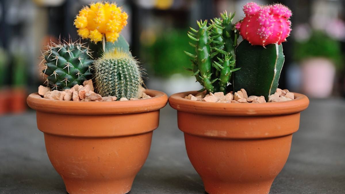 домашние кактусы