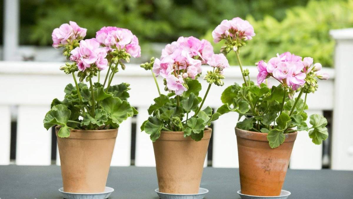 цветущая герань