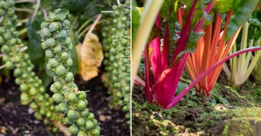 растения растущие в тени