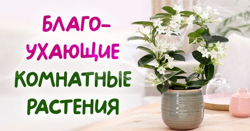 растения с приятным запахом