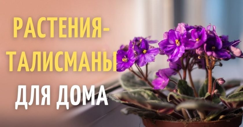 растения удачи